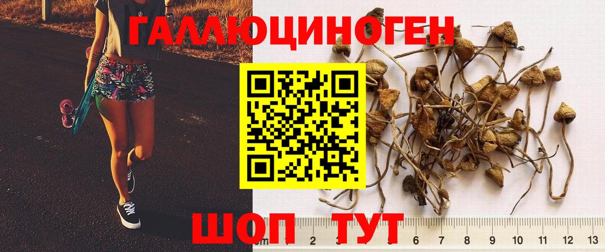 Псилоцибиновые грибы Psilocybe Зима